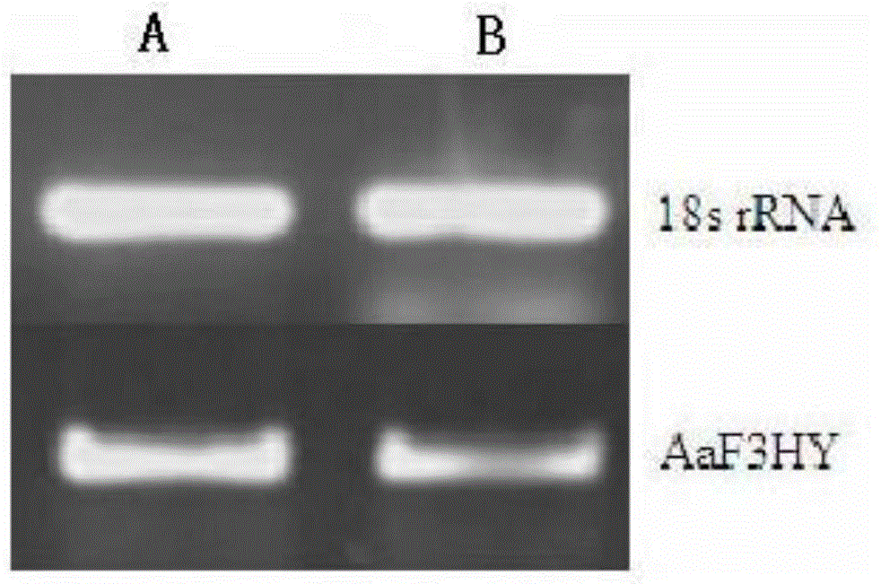 Artemisia annua flavanone 3-hydroxylase gene AaF3HY as well as encoded protein and application thereof