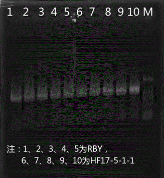 A kind of breeding method of radish maintainer line with ogura male sterile cytoplasm