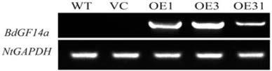 Drought resisting and salt resisting gene of brachypodium distachyon and coded proteins and application thereof