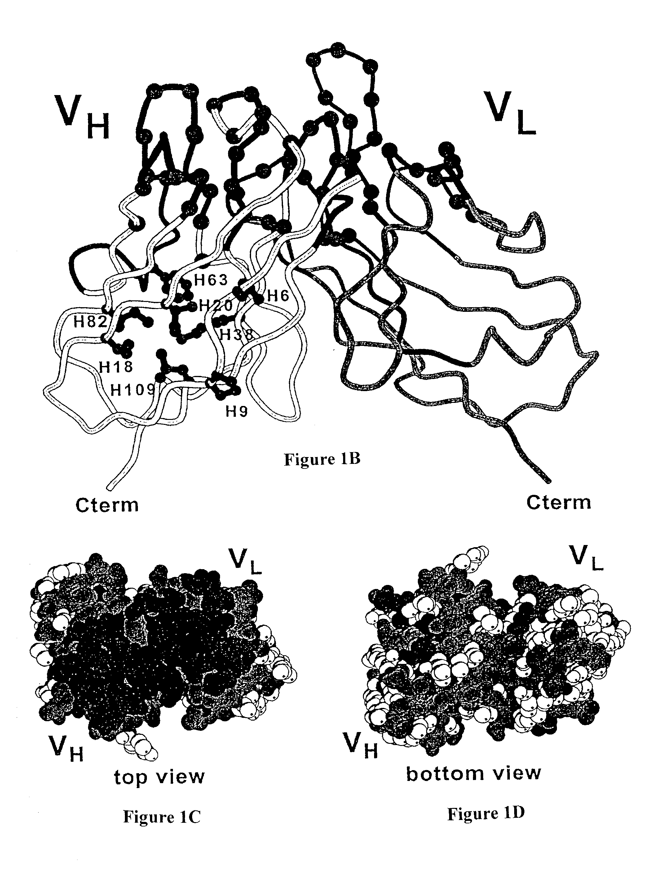 Method for the stabilization of chimeric immunoglobulins or immunoglobulin fragments, and stabilized anti-EGP-2 scFv fragment