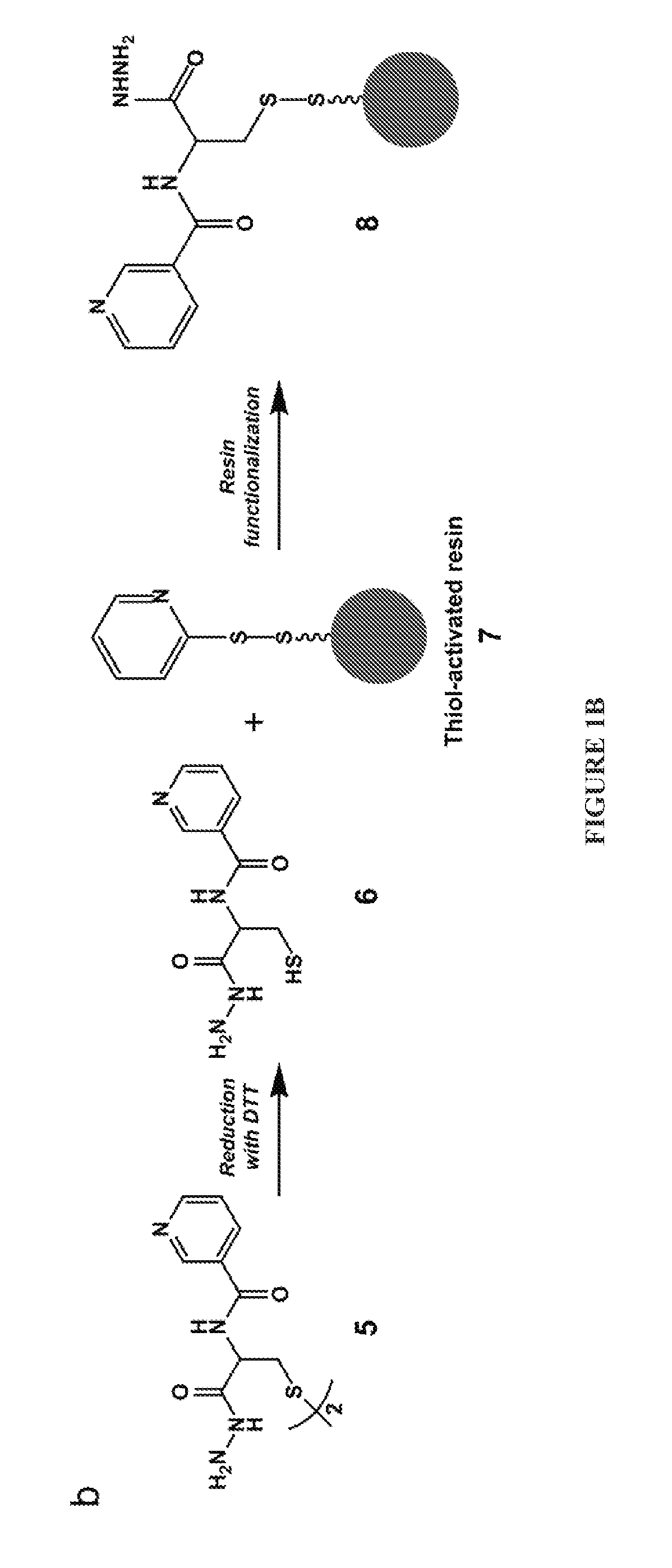 Cysteine hydrazide nicotinamide for glycomics and glycoproteomics uses