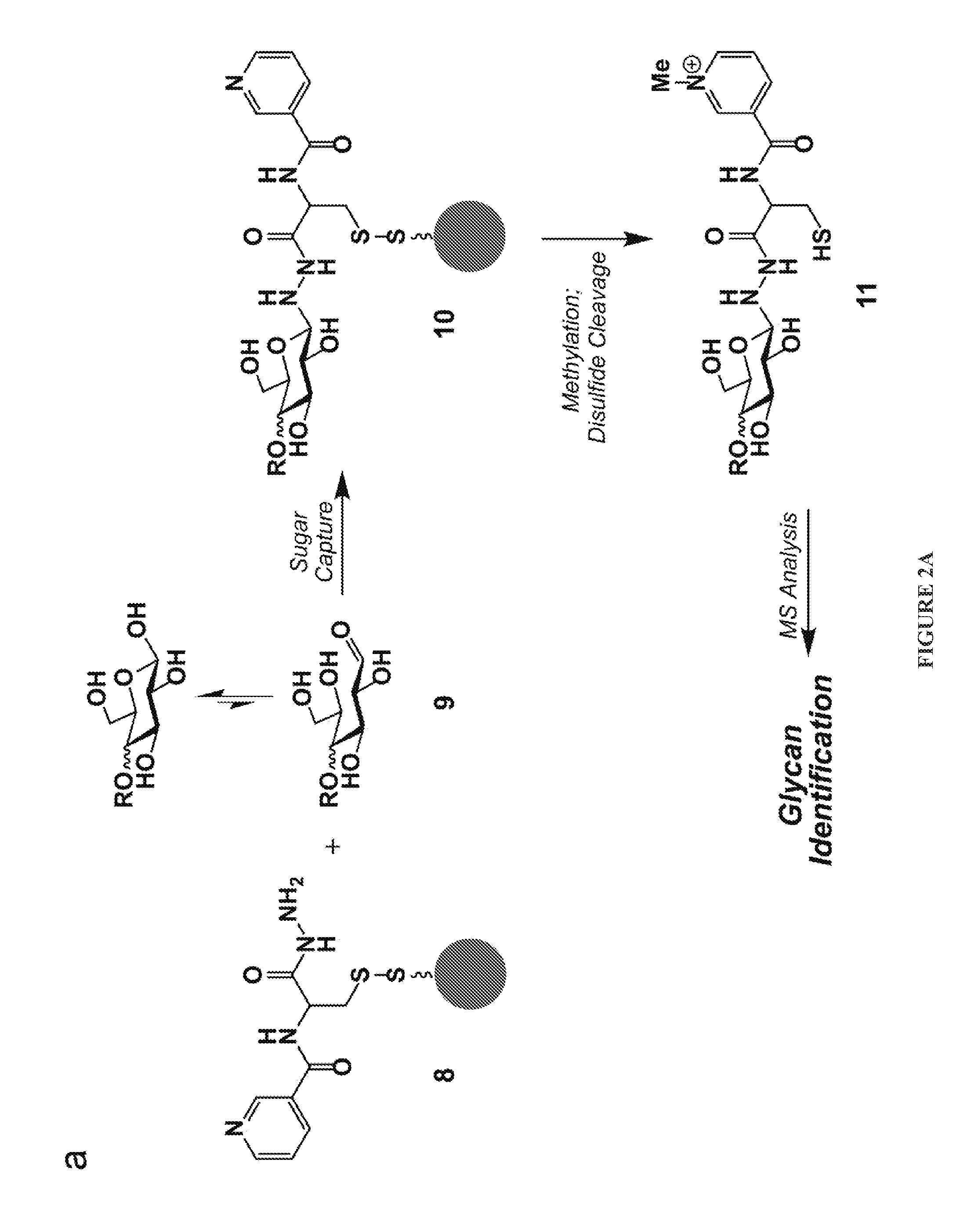 Cysteine hydrazide nicotinamide for glycomics and glycoproteomics uses