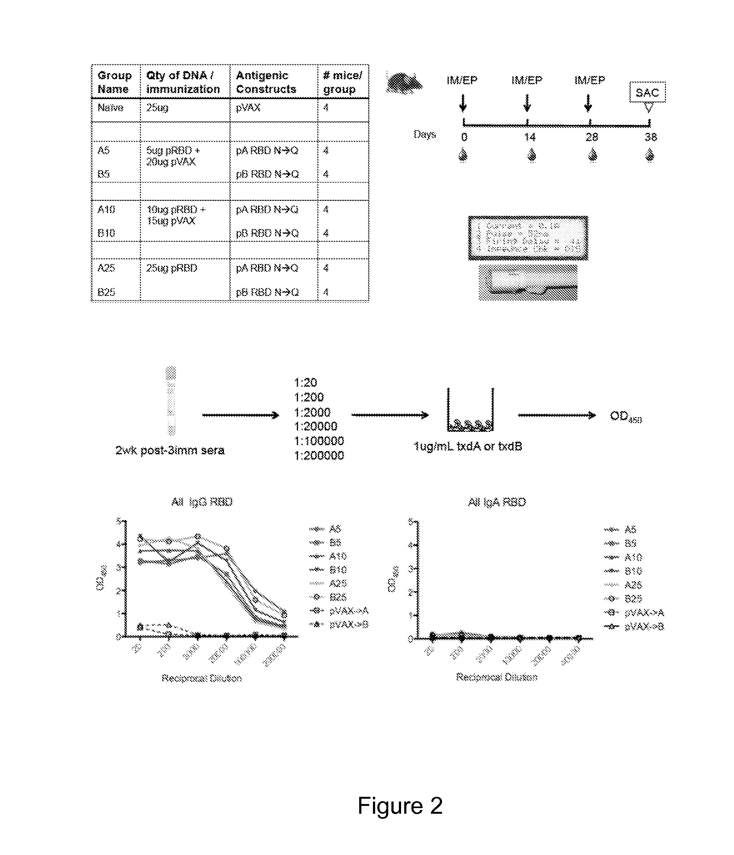 Clostridium difficile DNA vaccine