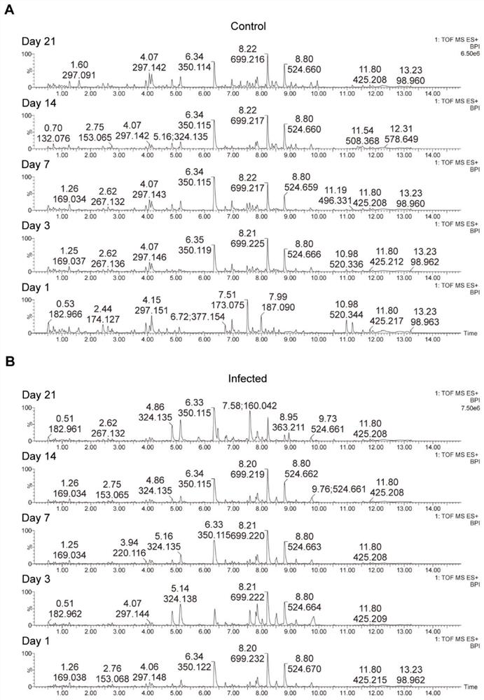 Urine biomarker for early diagnosis of angiostrongyliasis cantonensis as well as screening method and application of urine biomarker