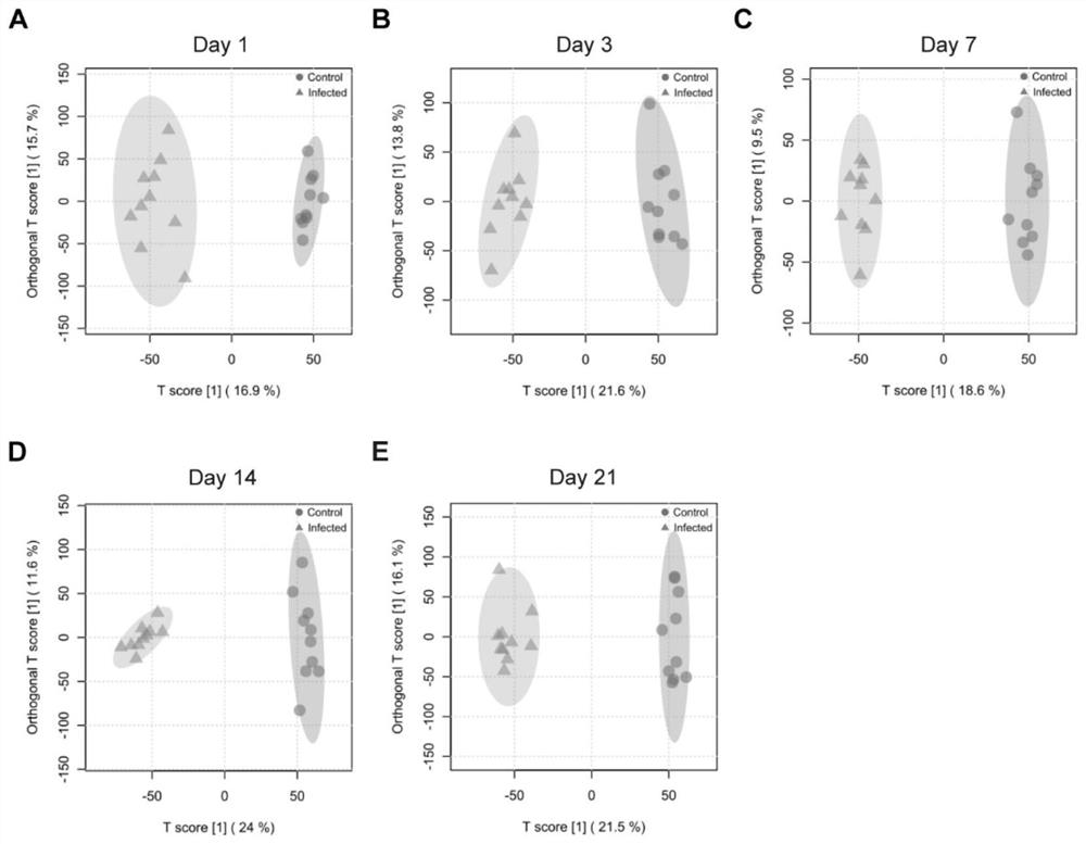 Urine biomarker for early diagnosis of angiostrongyliasis cantonensis as well as screening method and application of urine biomarker