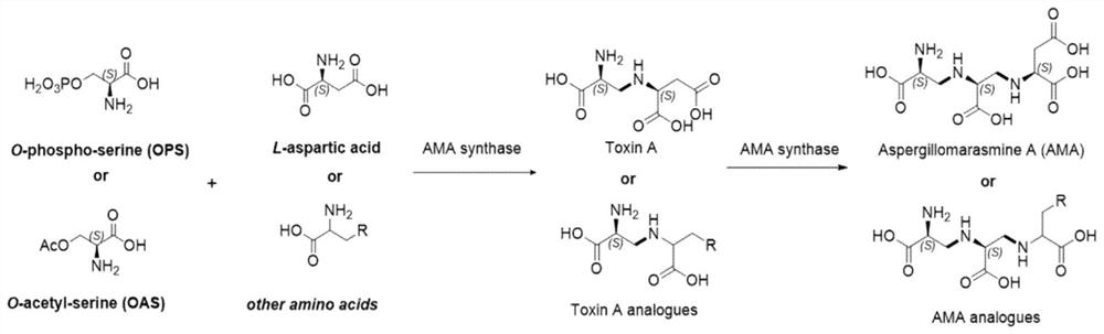 A kind of AMA synthetase and its application in synthesizing AMA or its derivatives