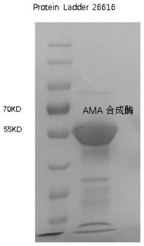 A kind of AMA synthetase and its application in synthesizing AMA or its derivatives