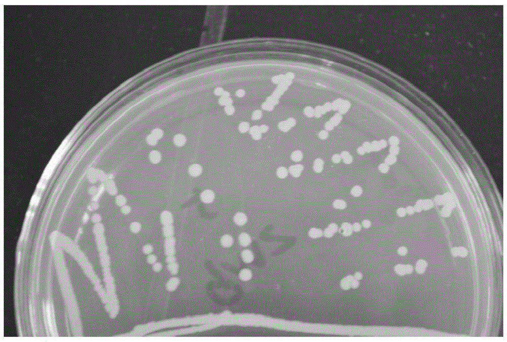 A kind of bacillus megaterium and its application