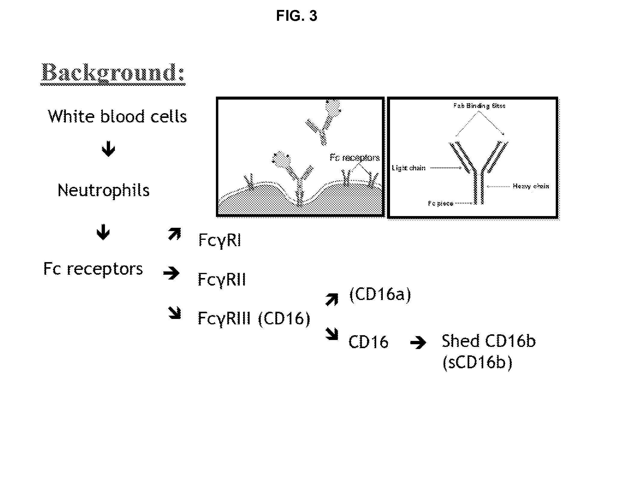 Methods for assessing the immune system in a patient