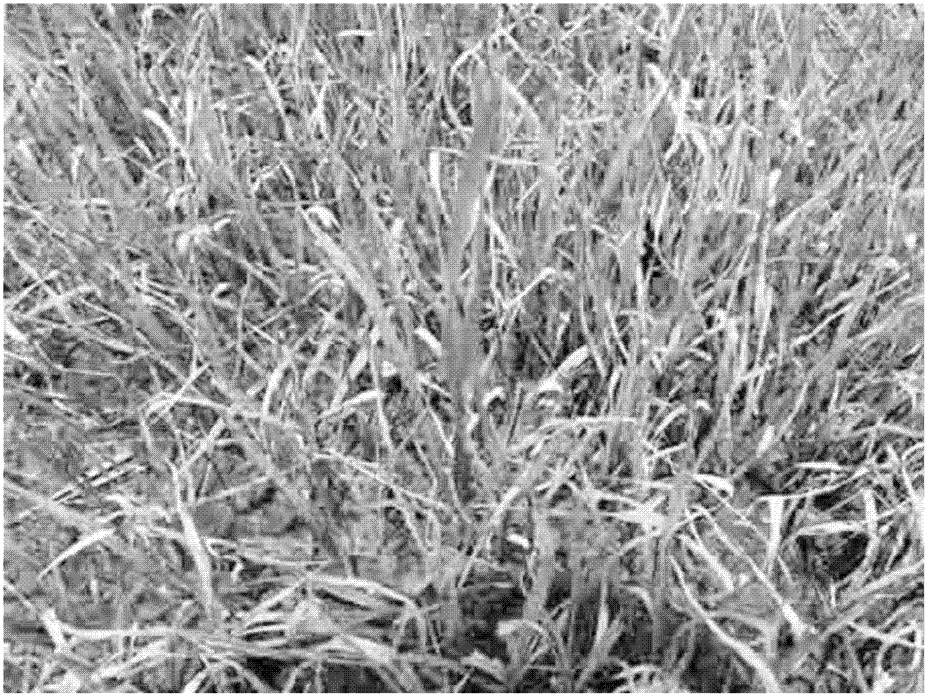 Rice herbicide resistant protein and application thereof in plant bleeding