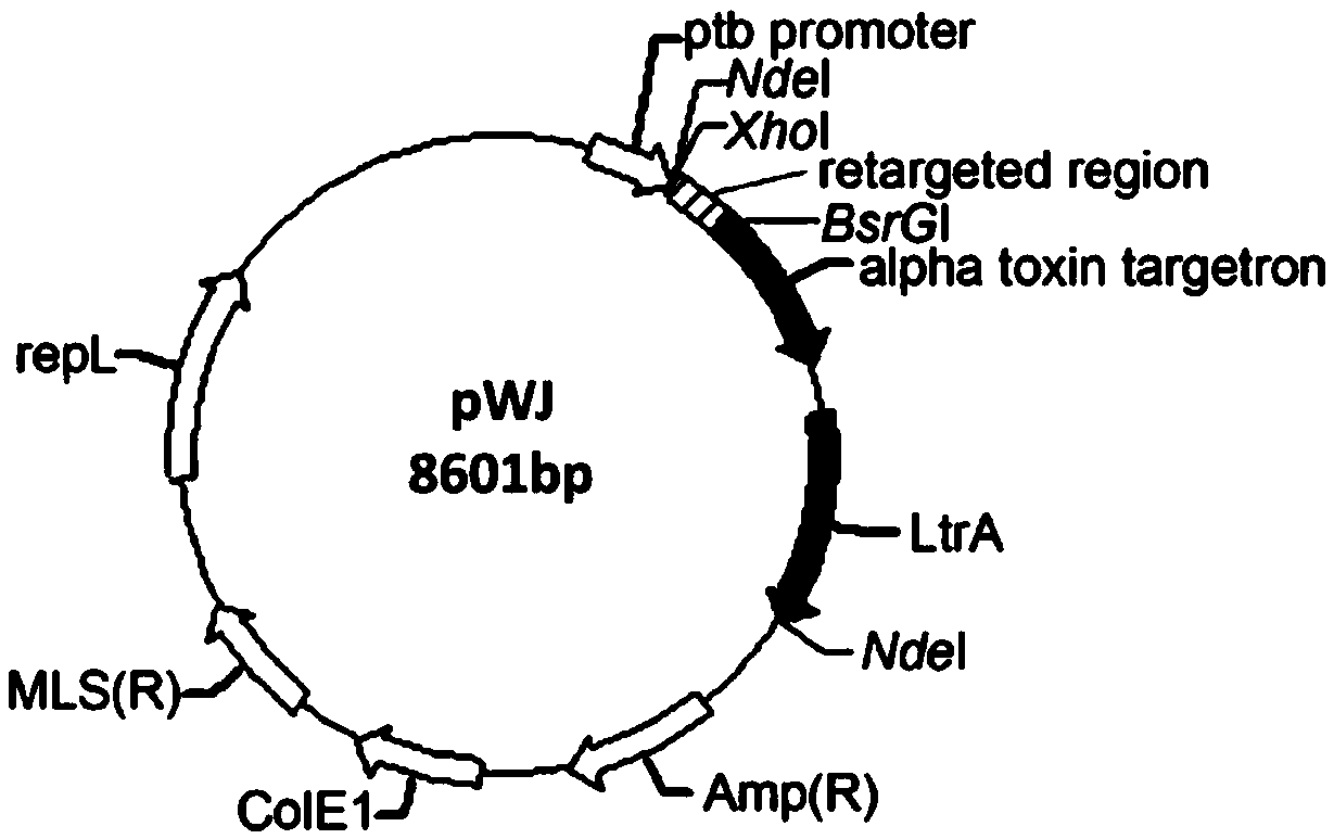 A kind of highly stress-resistant Clostridium beijerinckii and its application