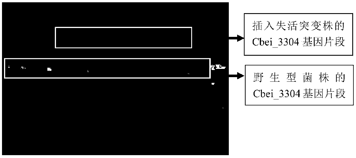 A kind of highly stress-resistant Clostridium beijerinckii and its application