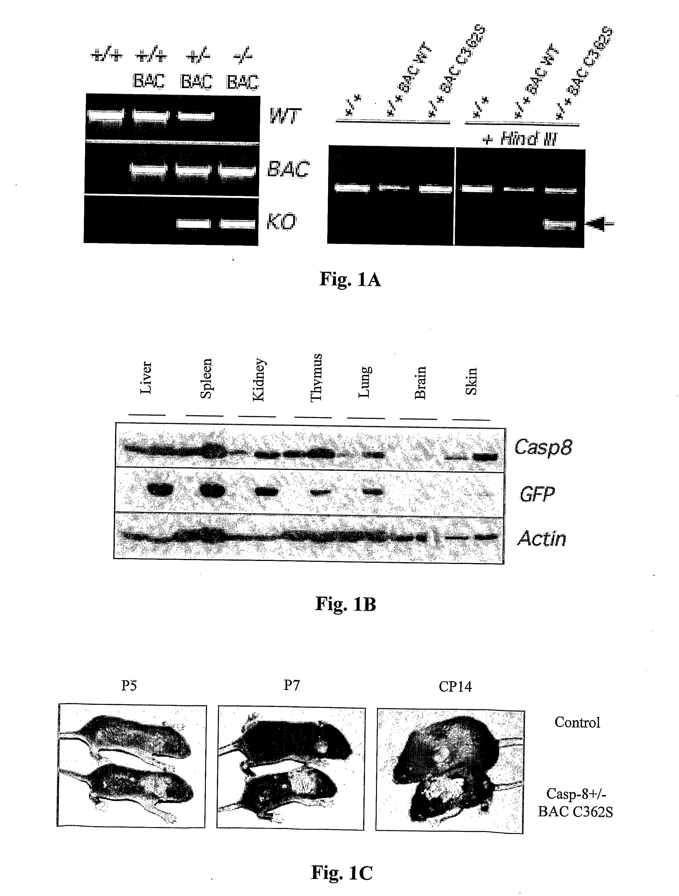 Caspase-8 and skin disease