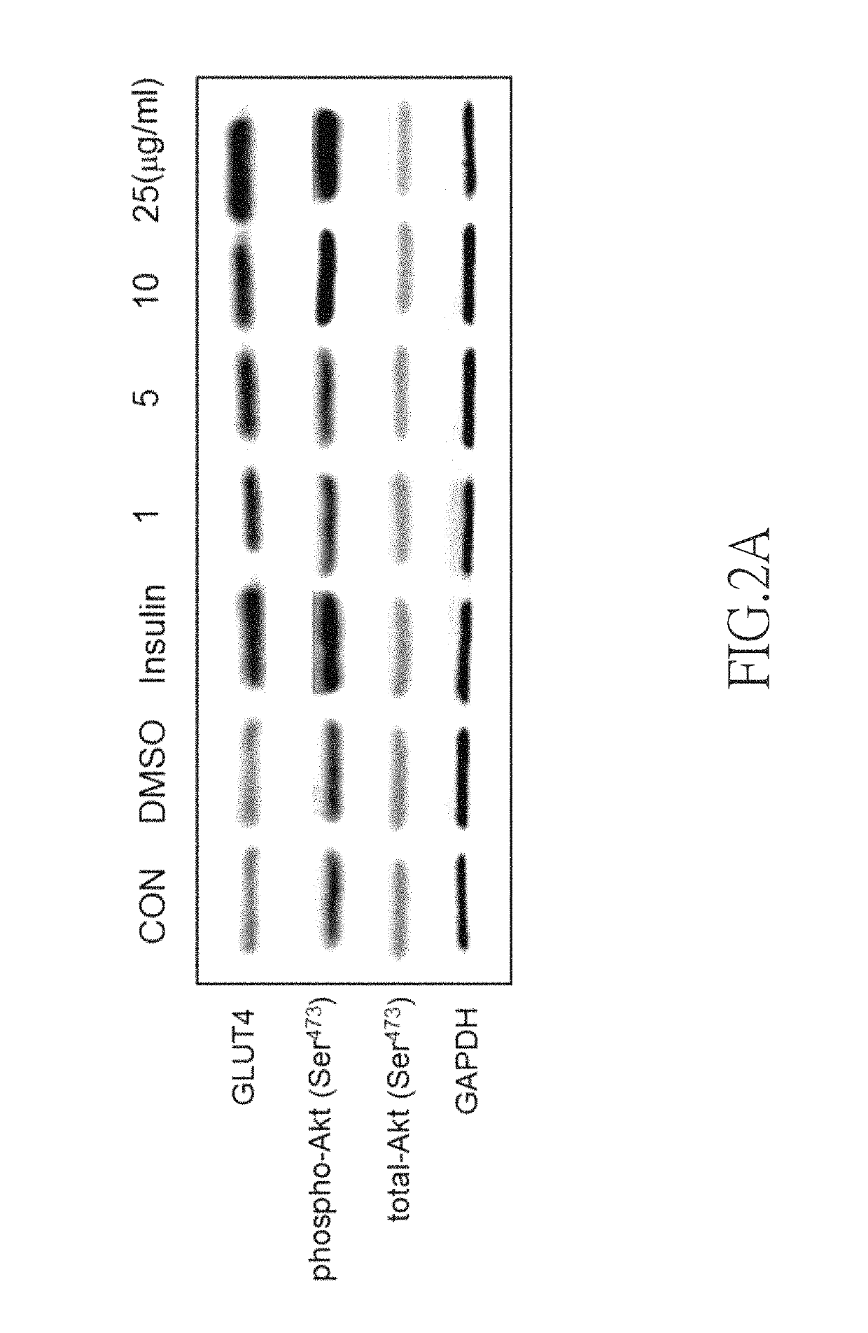 Use of dehydroeburicoic acid from <i>Antrodia camphorata </i>in the treatment or prevention of diabetes and hyperlipidemia