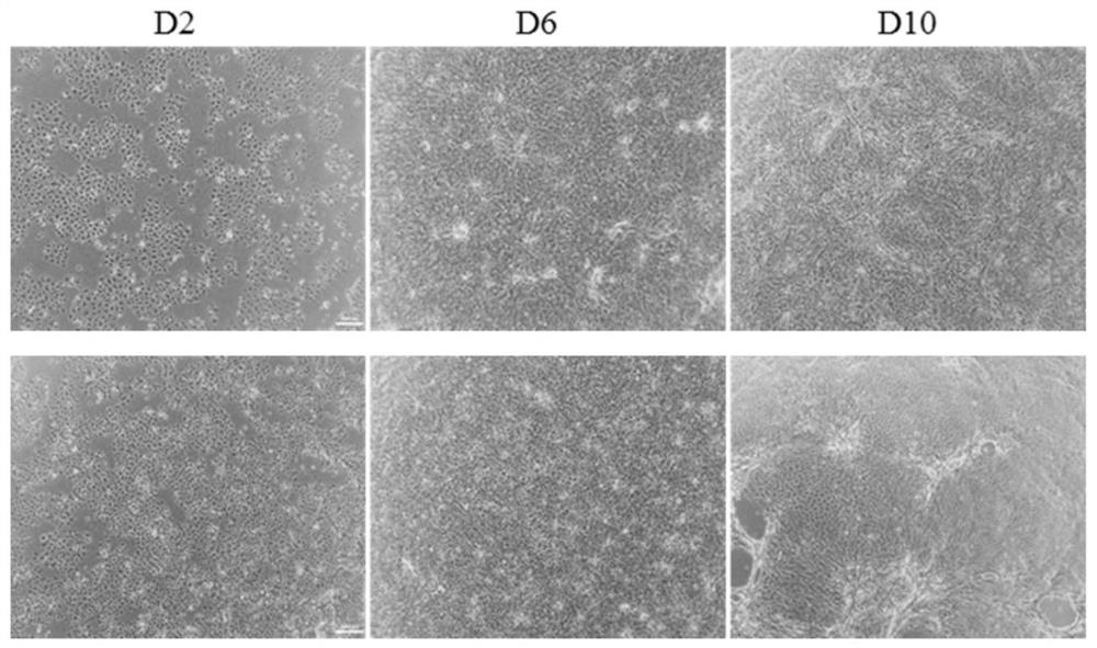 Method for directionally differentiating induced multipotent stem cells into inner ear hair cell-like cells