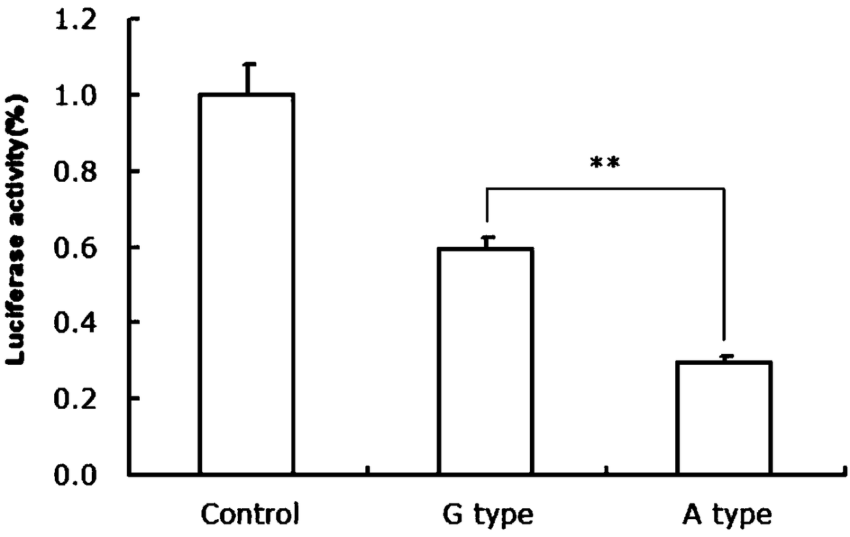 A gene mutation site for eliminating low-fertility Hu sheep and application thereof