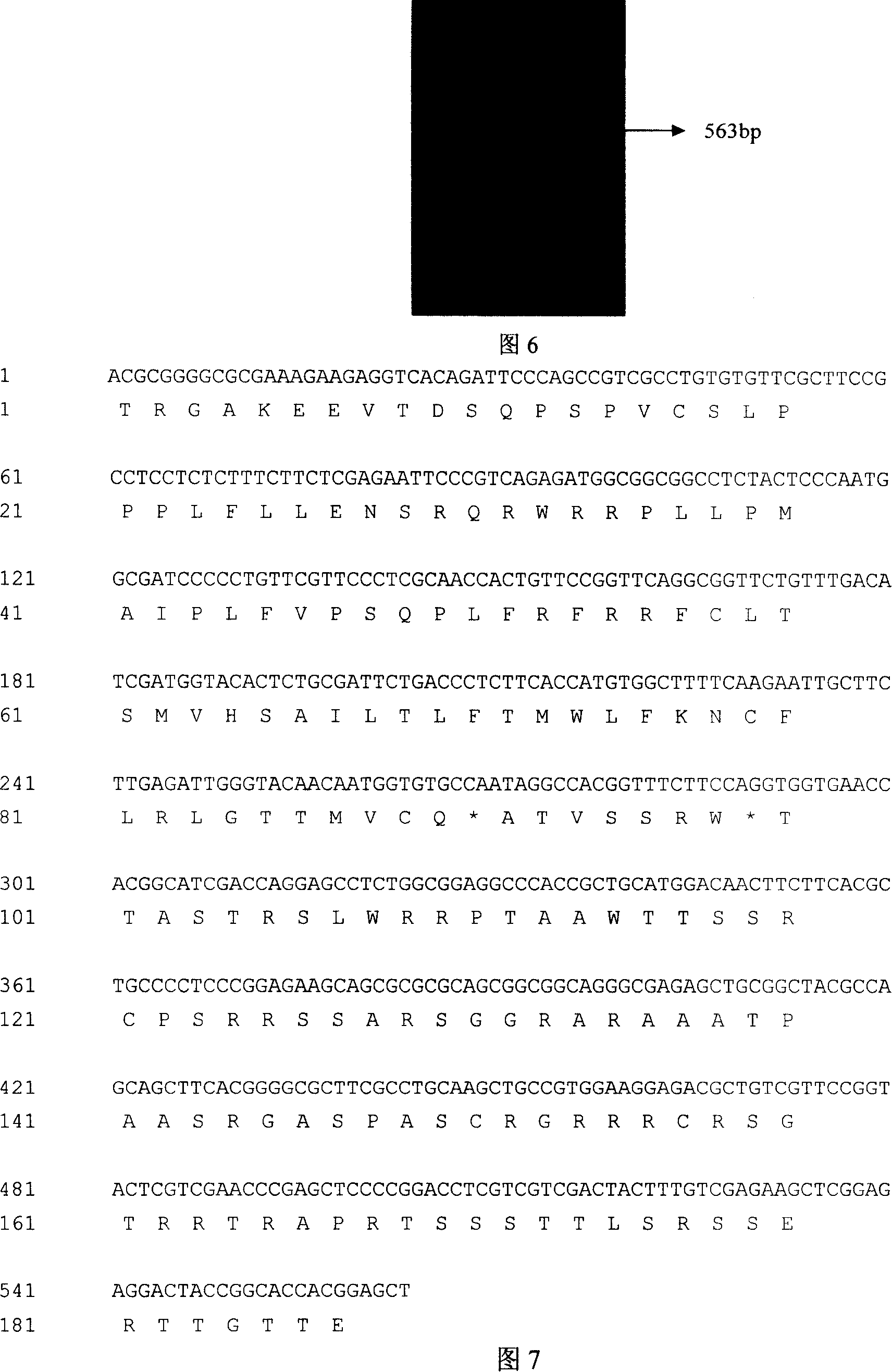 Turf grass stunt related gene GA20