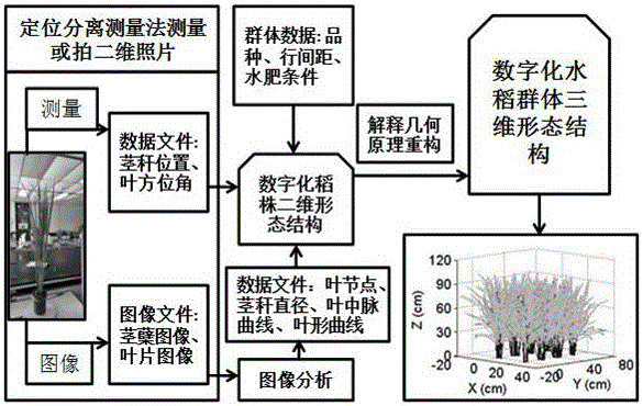 Rice population three-dimensional morphological structure digitalization and visualization reconstruction method