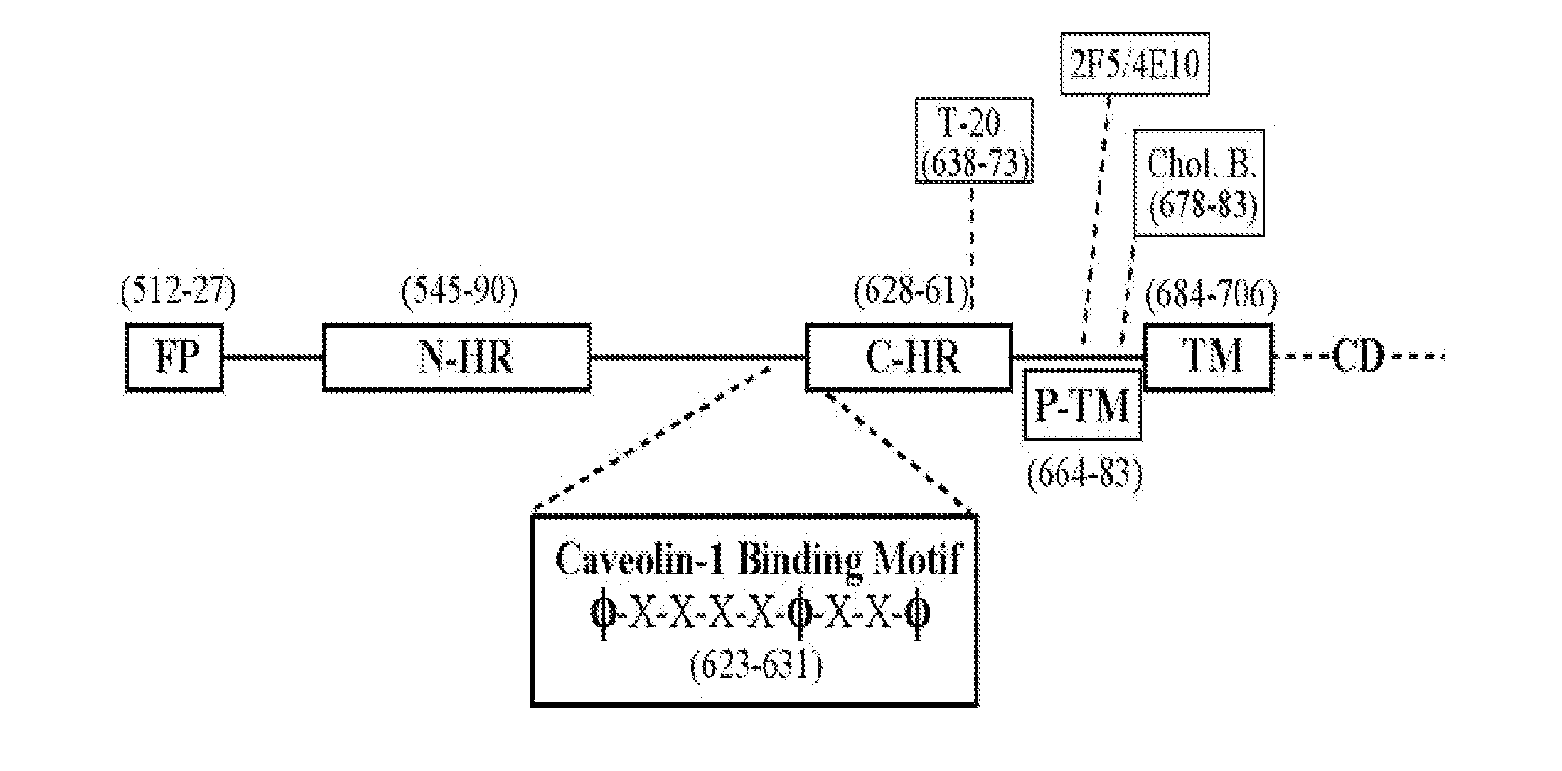 Synthetic peptides corresponding to overlapping neutralizing determinants in the cbd1 epitope induce broadly neutralizing antibodies