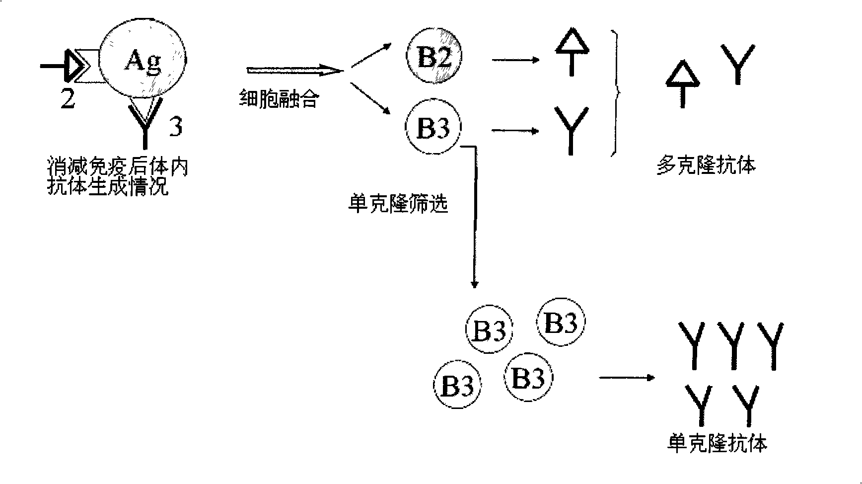 Method for preparing bacillus coli 0157:H7 antigen monoclonal antibody by subtractive immunization