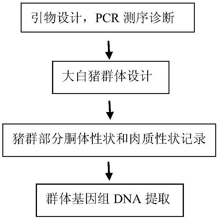 Molecular marker for eye muscle pH value-related gene SVEP1 within 24 hours after slaughter of pigs and application of molecular marker