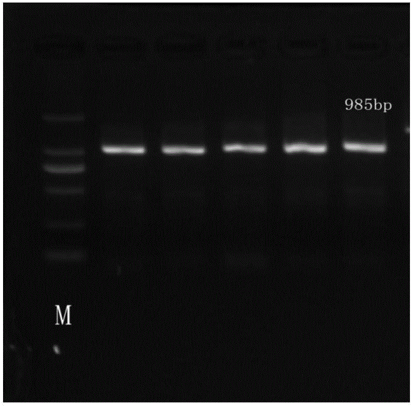 Molecular marker for eye muscle pH value-related gene SVEP1 within 24 hours after slaughter of pigs and application of molecular marker