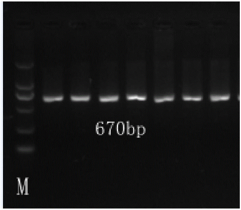 Molecular marker for eye muscle pH value-related gene SVEP1 within 24 hours after slaughter of pigs and application of molecular marker