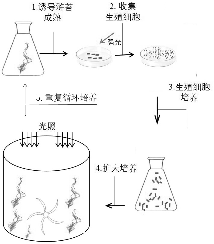 Method for quickly and continuously culturing enteromorpha prolifera