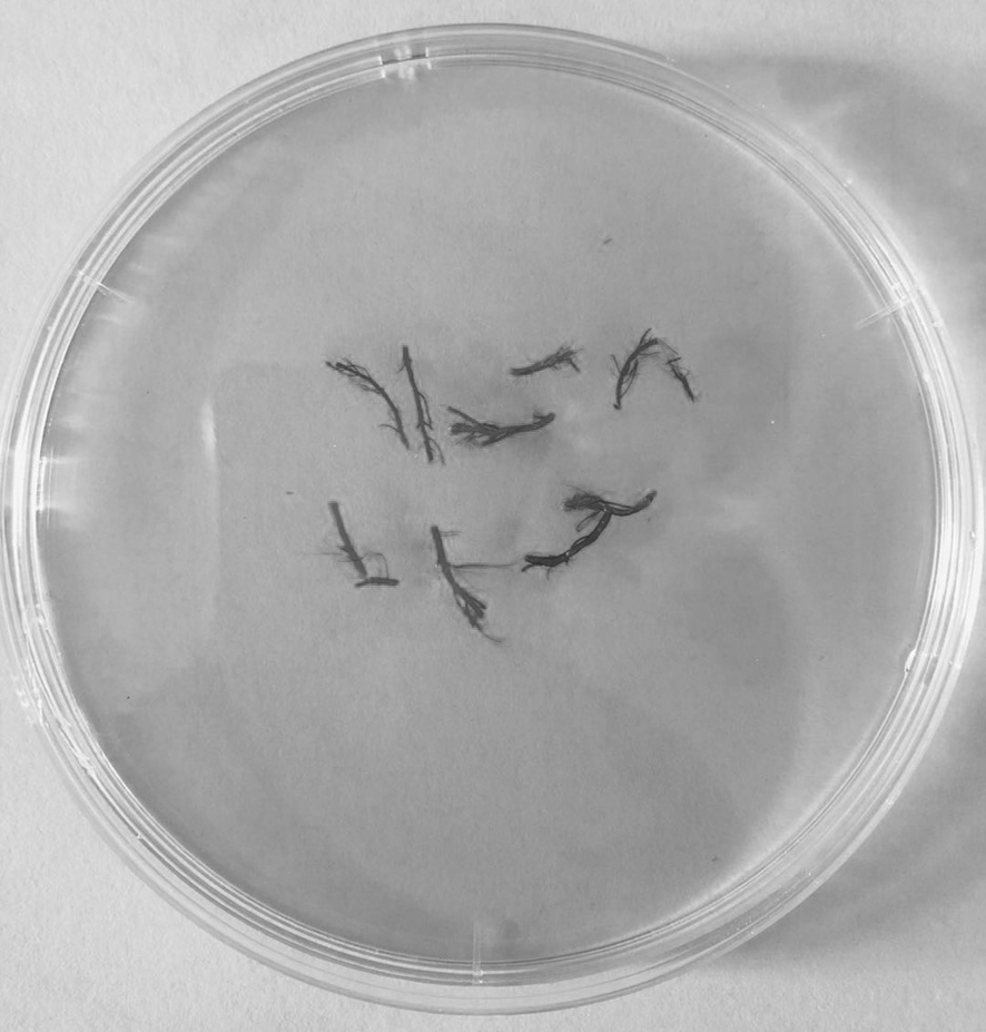 Method for quickly and continuously culturing enteromorpha prolifera