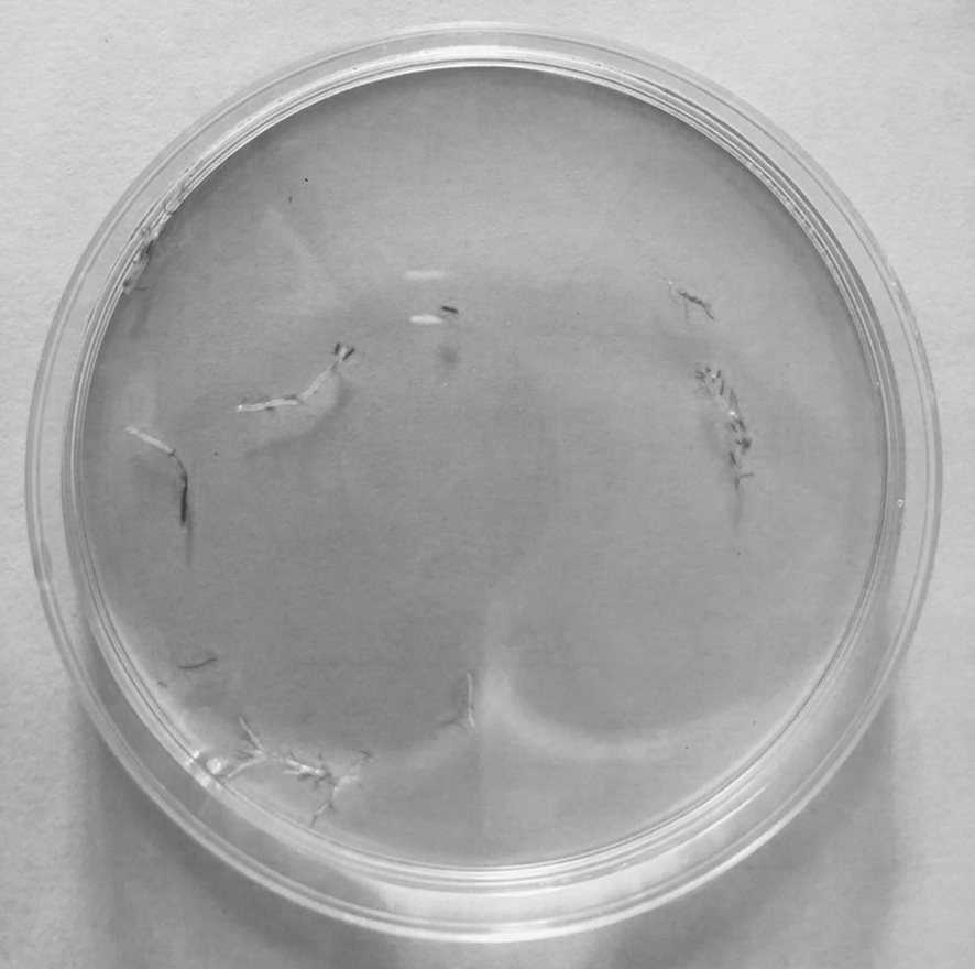 Method for quickly and continuously culturing enteromorpha prolifera