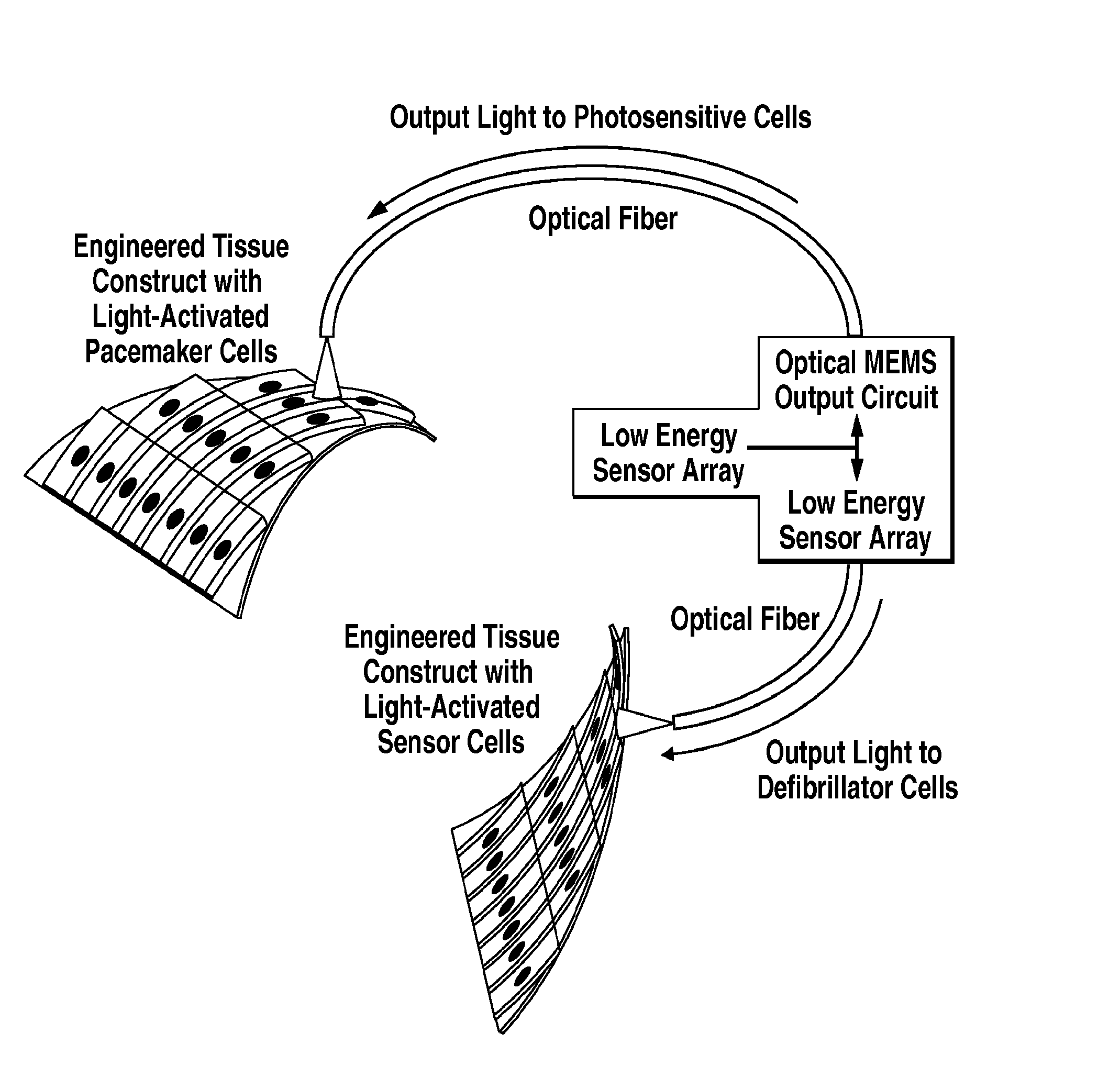 Photosensitive cardiac rhythm modulation systems