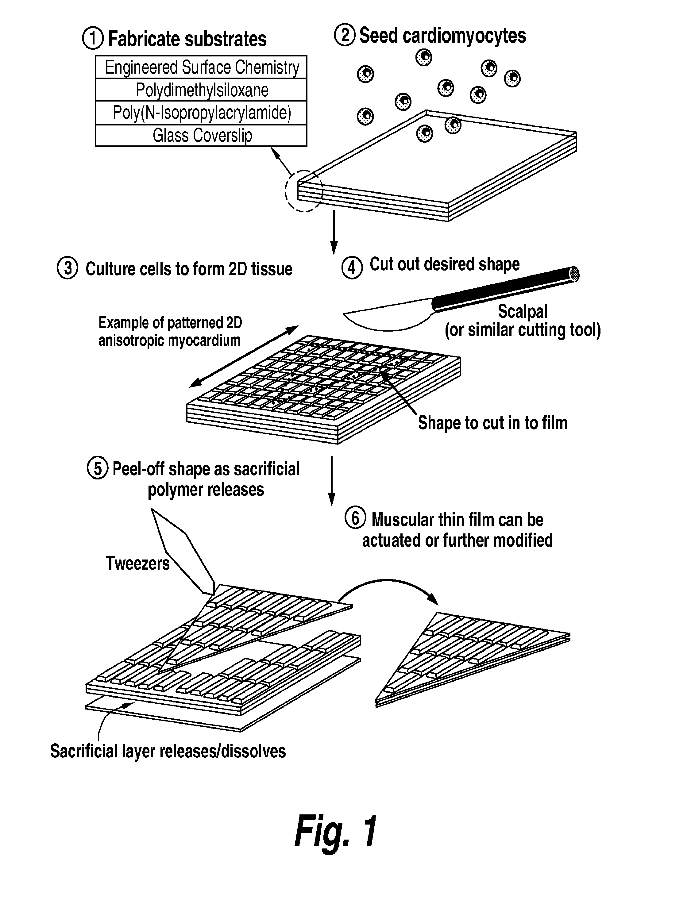 Photosensitive cardiac rhythm modulation systems