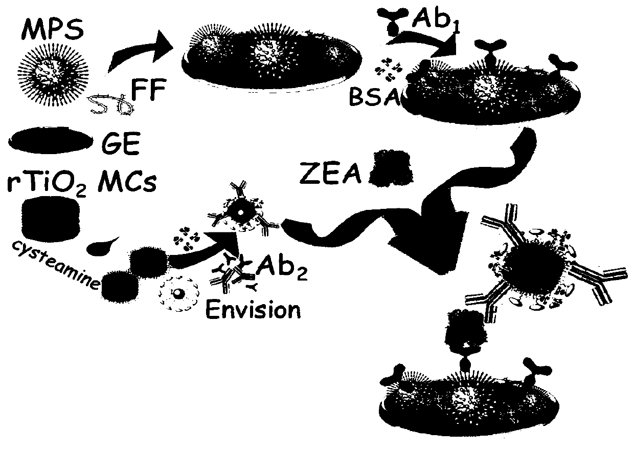 Signal-enhanced polymer functionalized rutile phase titanium dioxide mesocrystal based zearalenone detection method