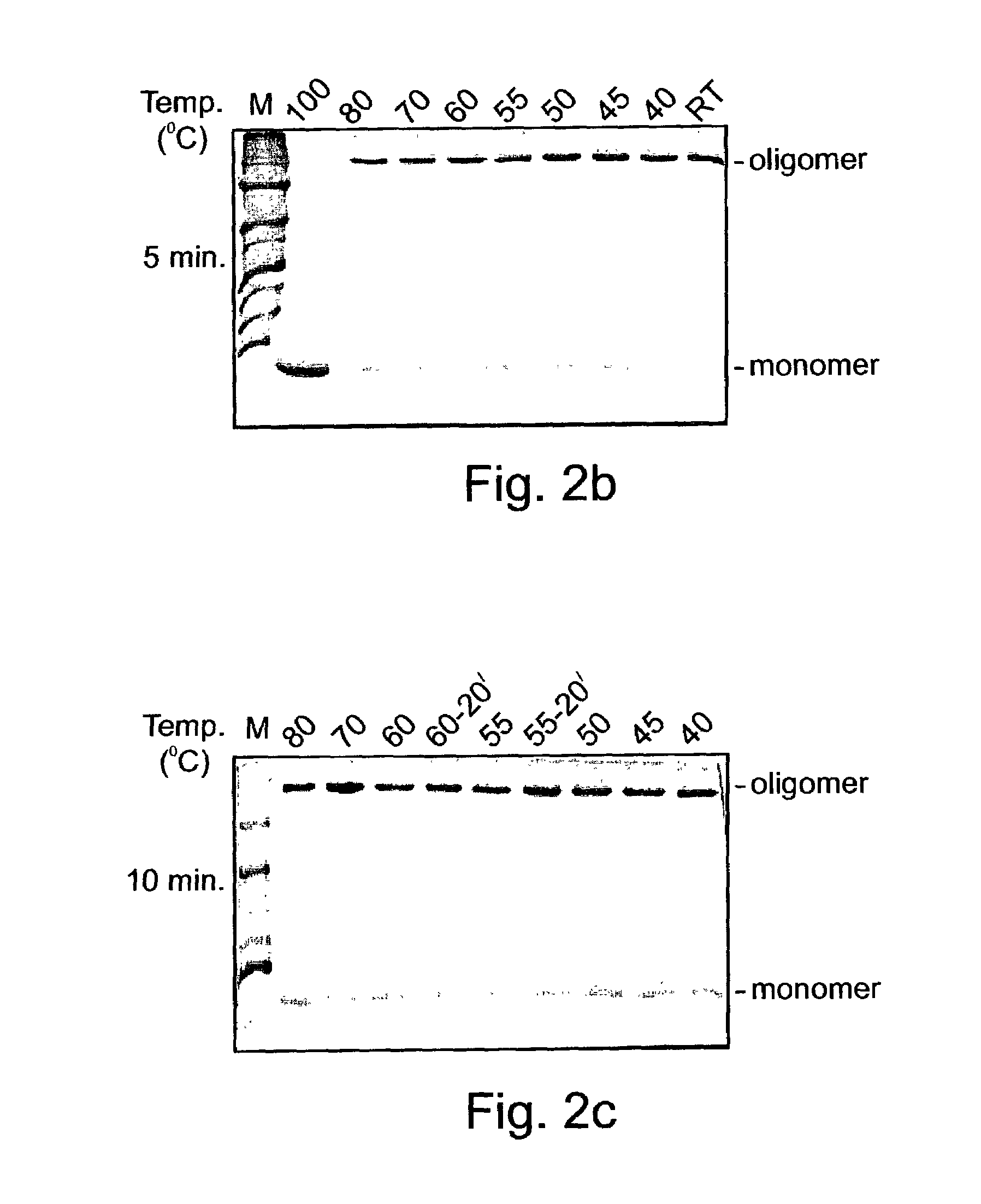 Denaturant stable and/or protease resistant, chaperone-like oligomeric proteins, polynucleotides encoding same, their uses and methods of increasing a specific activity thereof