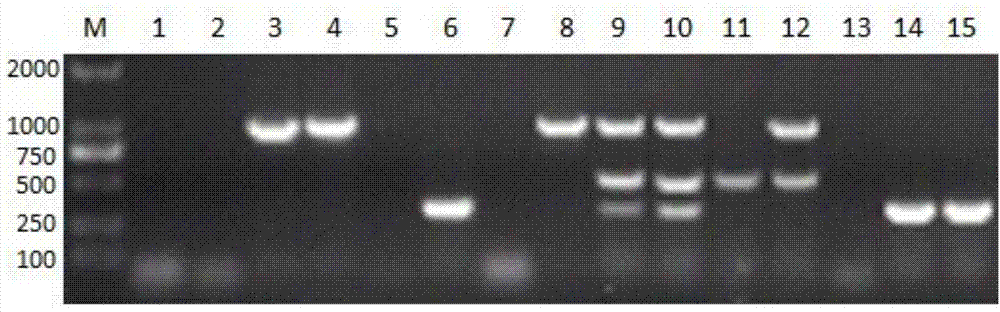 Treble PCR method for simultaneously detecting mycoplasma hyopneumoniae, porcine pasteurella multocida and haemophilus parasuis