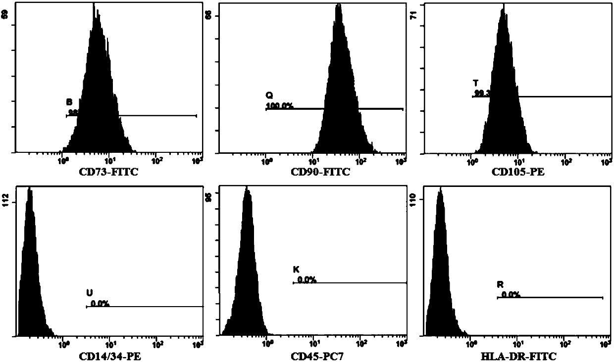 Mesenchymal stem cell serum-free medium and cell isolation and cultivation methods