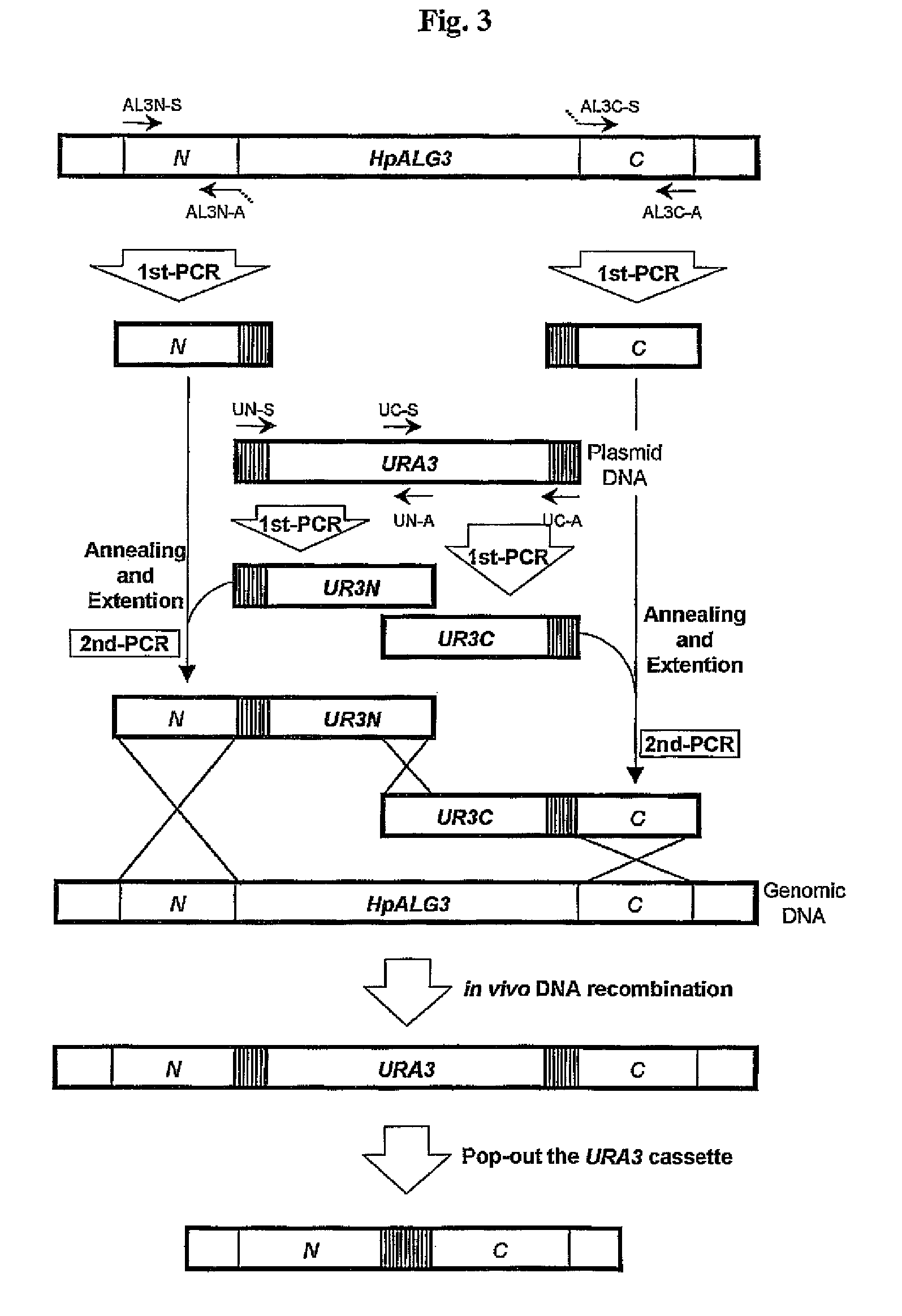 Hansenula polymorpha gene coding for dolichyl-phosphate-mannose dependent alpha-1,3-mannosyltransferase and process for the production of recombinant glycoproteins with Hansenula polymorpha mutant strain deficient in the same gene