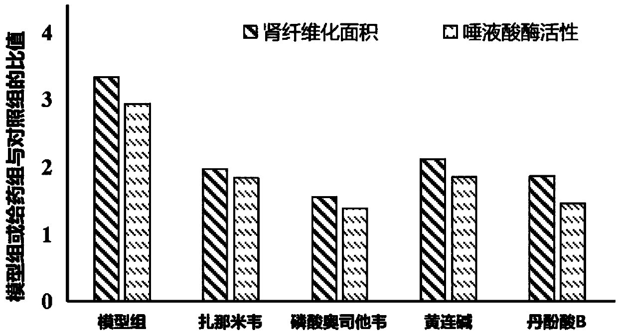 Application of neuraminidase and inhibitor in preparing medicine for treating pulmonary fibrosis and renal fibrosis