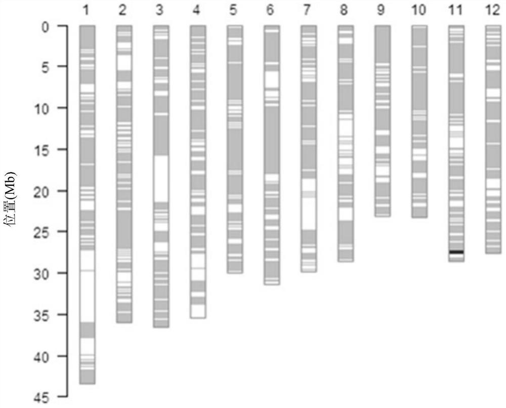 Recombined nucleic acid fragment reccr010375 and its detection primer and application