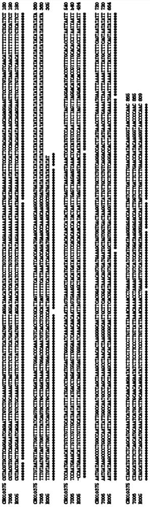 Recombined nucleic acid fragment reccr010375 and its detection primer and application