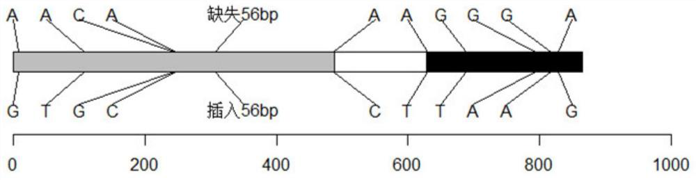 Recombined nucleic acid fragment reccr010375 and its detection primer and application