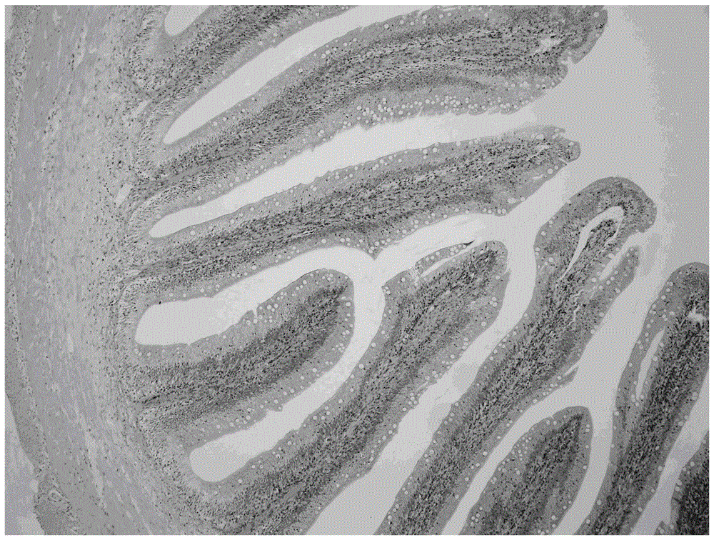 Method for establishing erucic acid induced fish enteritis model