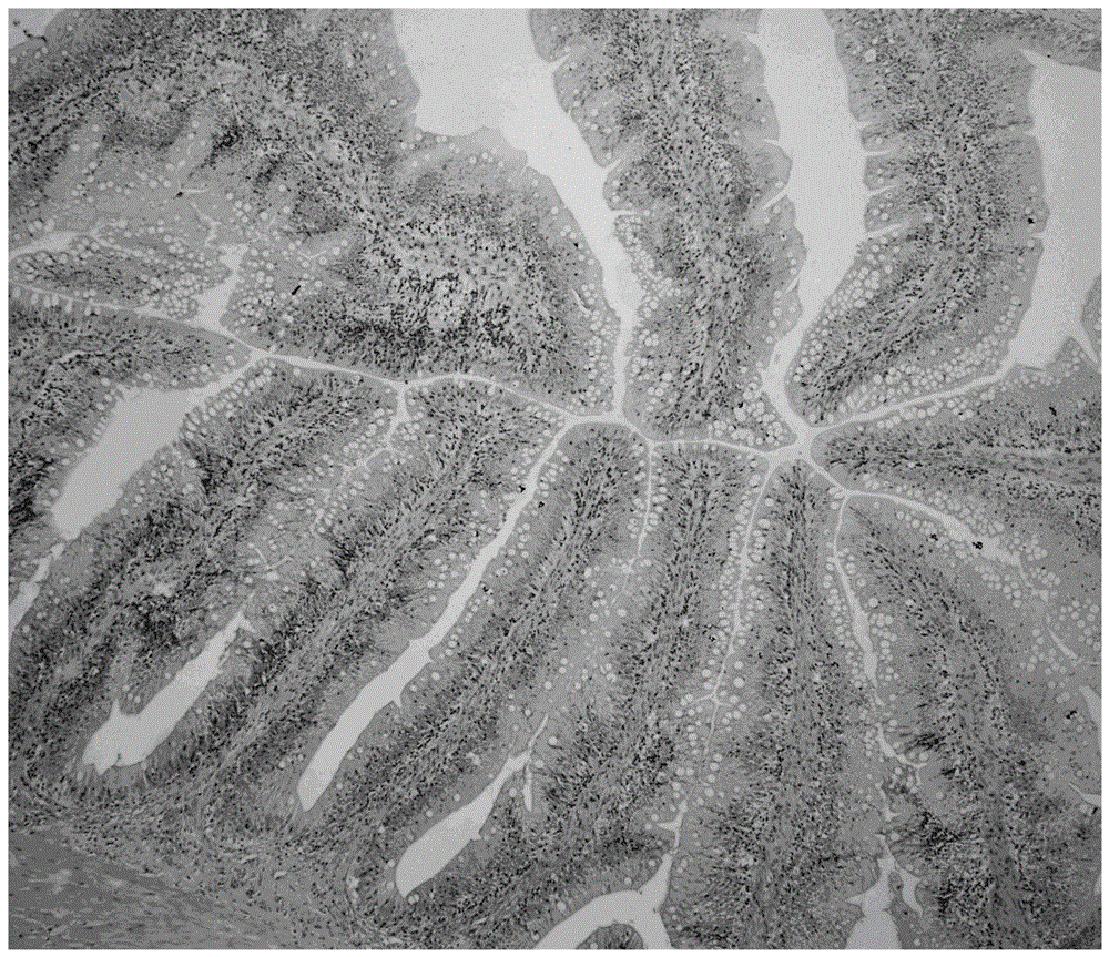 Method for establishing erucic acid induced fish enteritis model