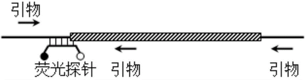 Method for detecting deletion mutation of nucleic acid molecule