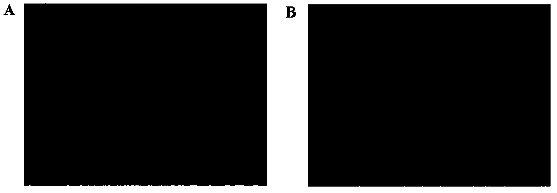 Novel use of dimethyloxalglycine and mesenchymal stem cell separation method