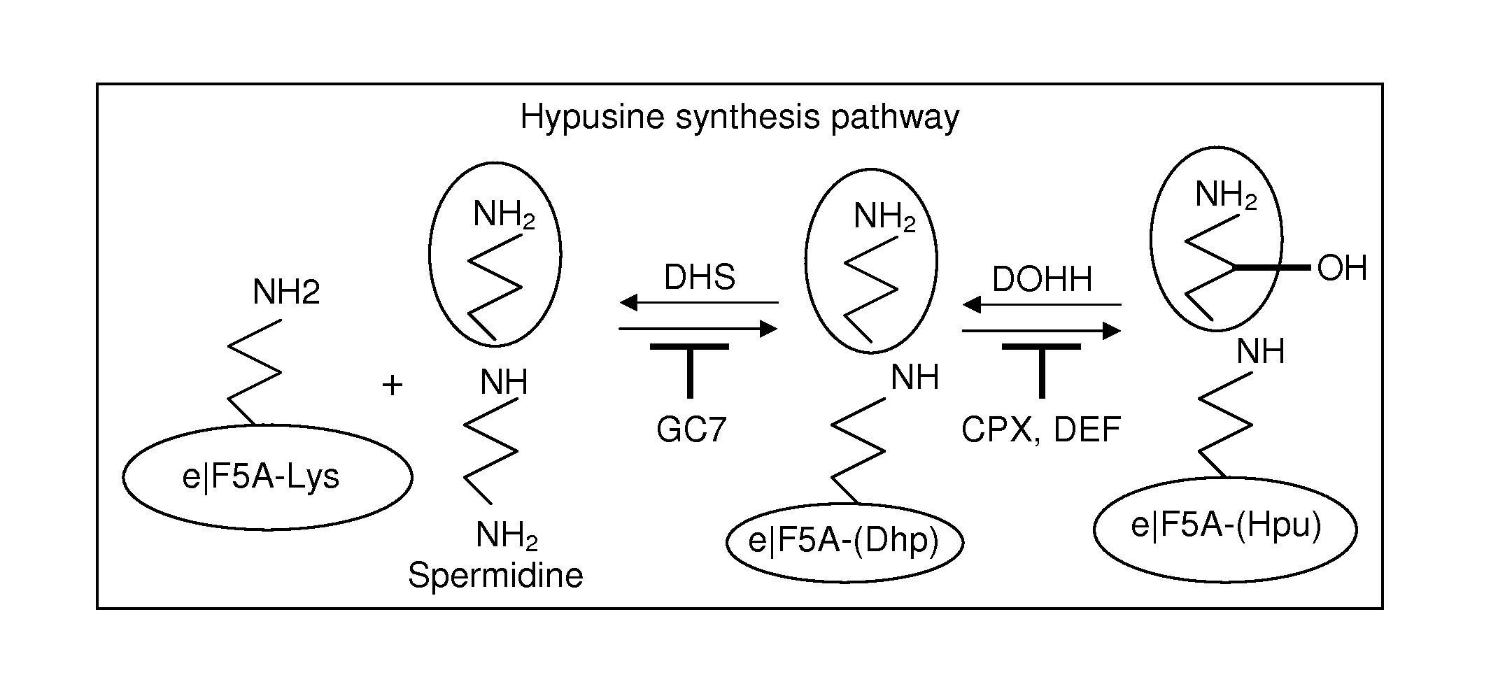 METHOD OF INHIBITING NONSENSE-MEDIATED mRNA DECAY