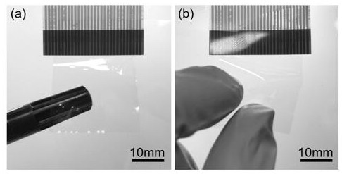 A kind of method that utilizes wet film coating method to prepare silk protein thin film