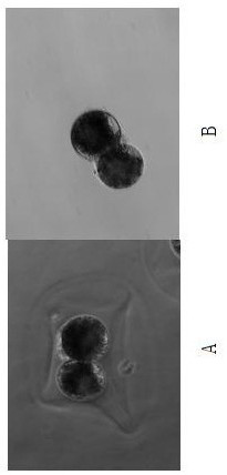 Measurement method of porcine 2-cell embryo volume