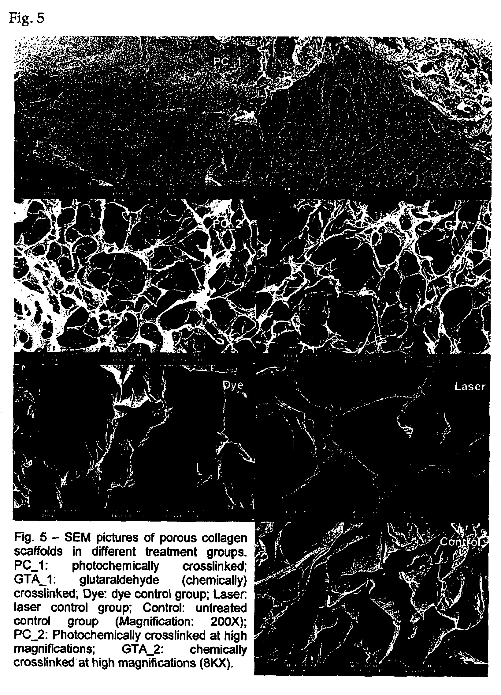 Photochemically crosslinked collagen scaffolds and methods for their preparation