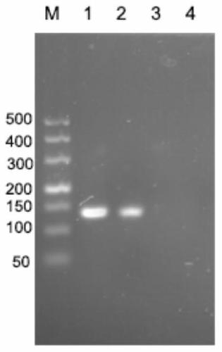 A primer, kit and detection method for detecting epidemic hematopoietic organ necrosis virus using pyrosequencing technology